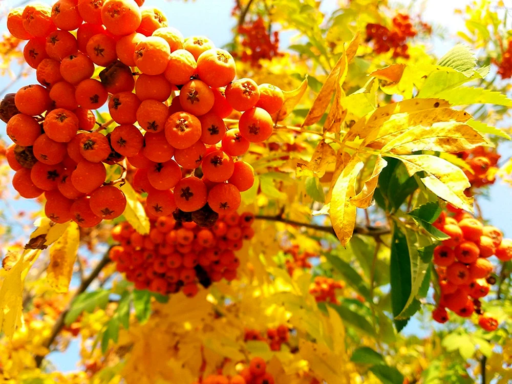 Goldene Wunder-Bergesche