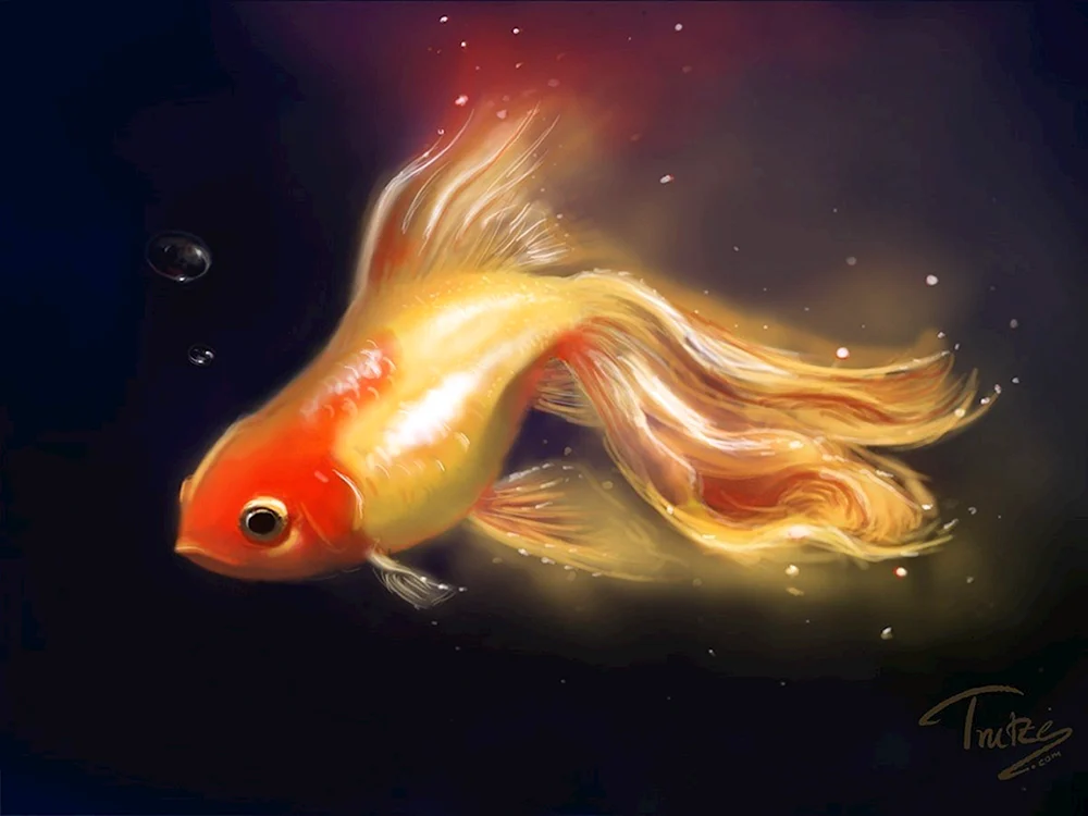 Schöne Fische