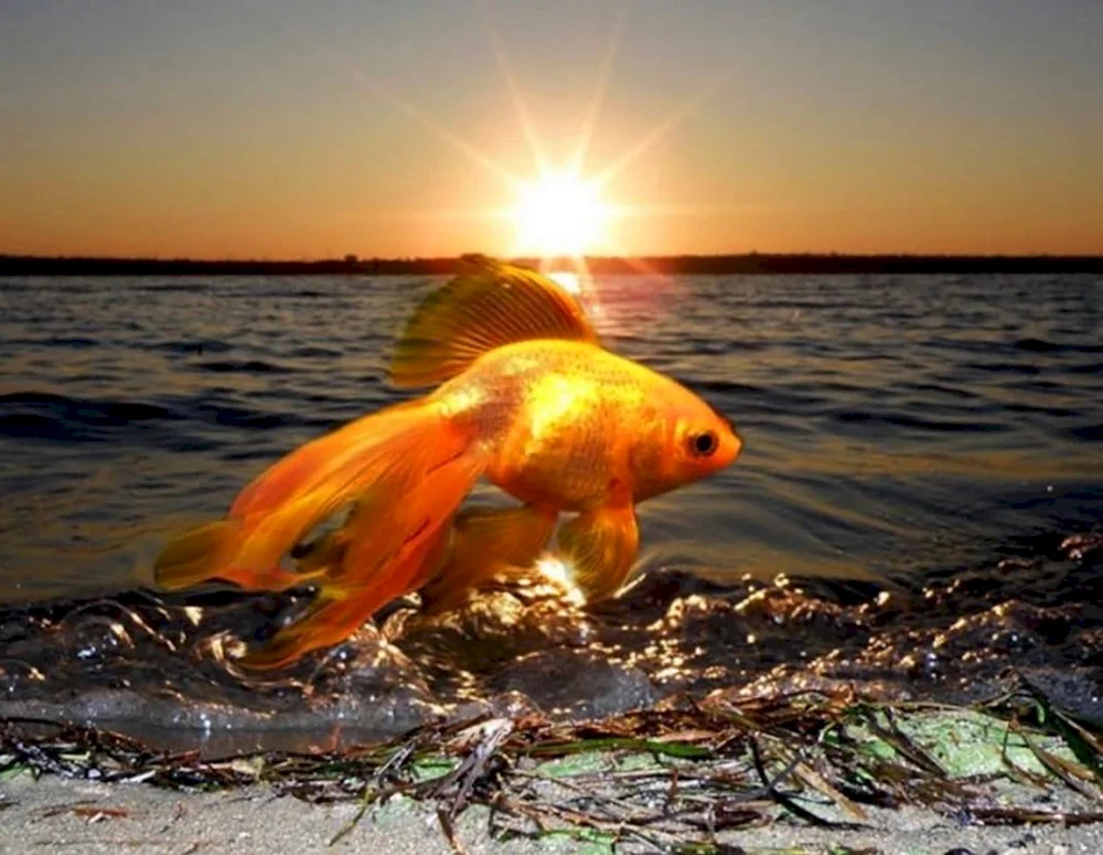 Goldfisch
