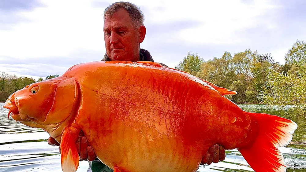 Luna opah