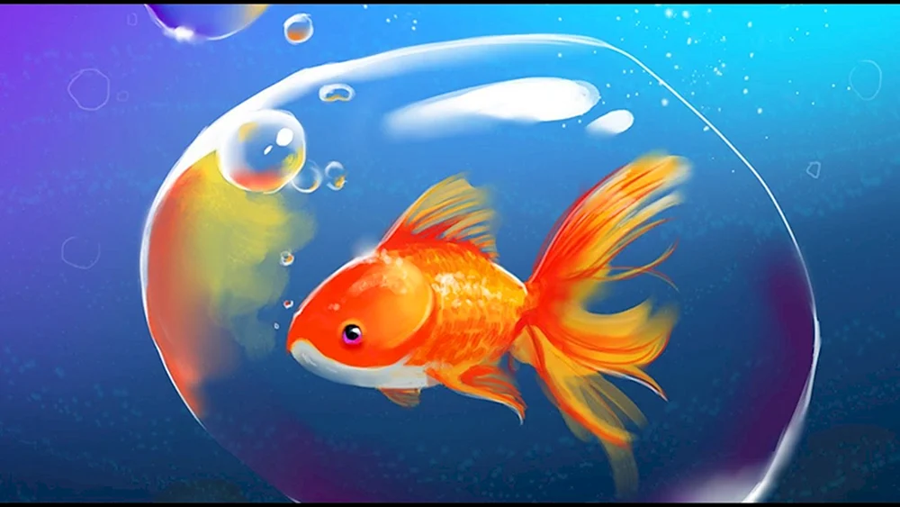 Hamanishiki Goldfish. Goldfisch