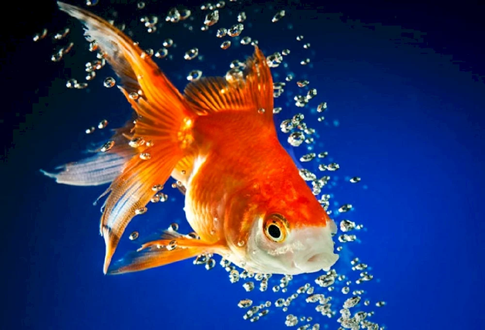 Goldfisch Malerei