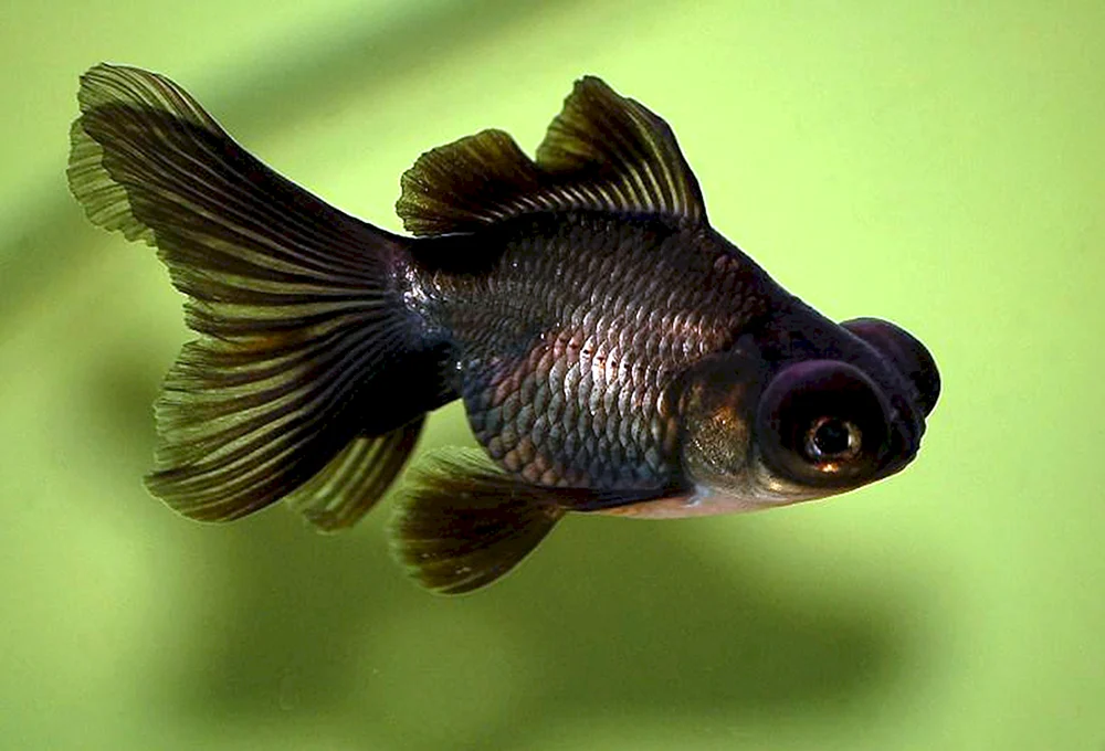 Schwarzer Molliesia