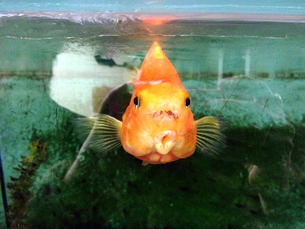 Großer Fisch