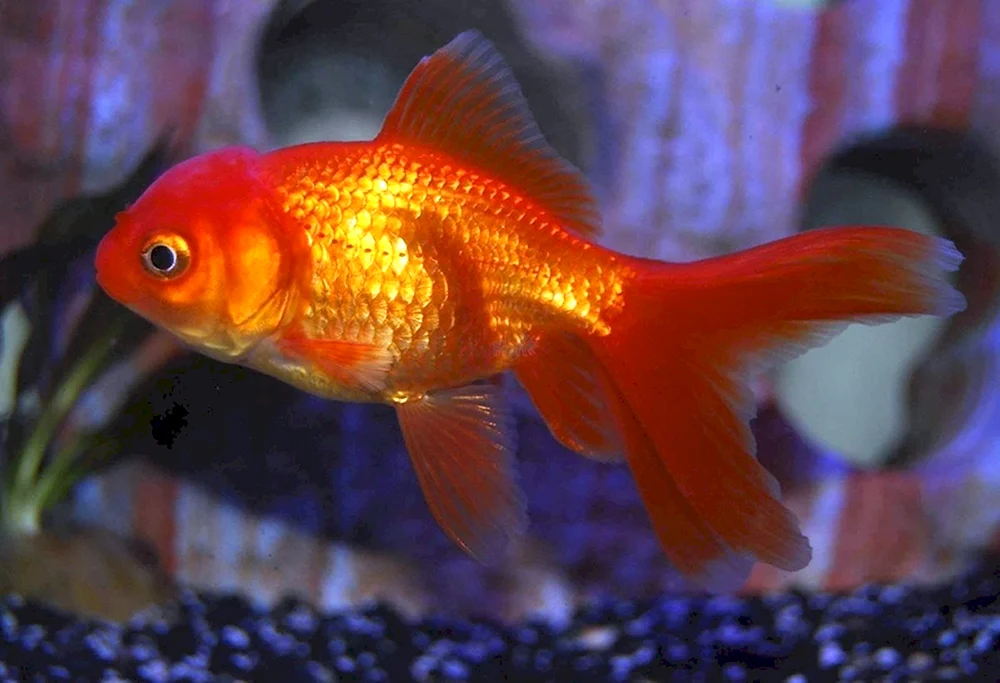 Oranda roter Goldfisch