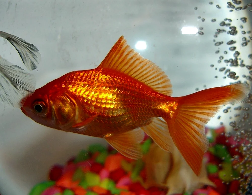 Riukin Fisch rot