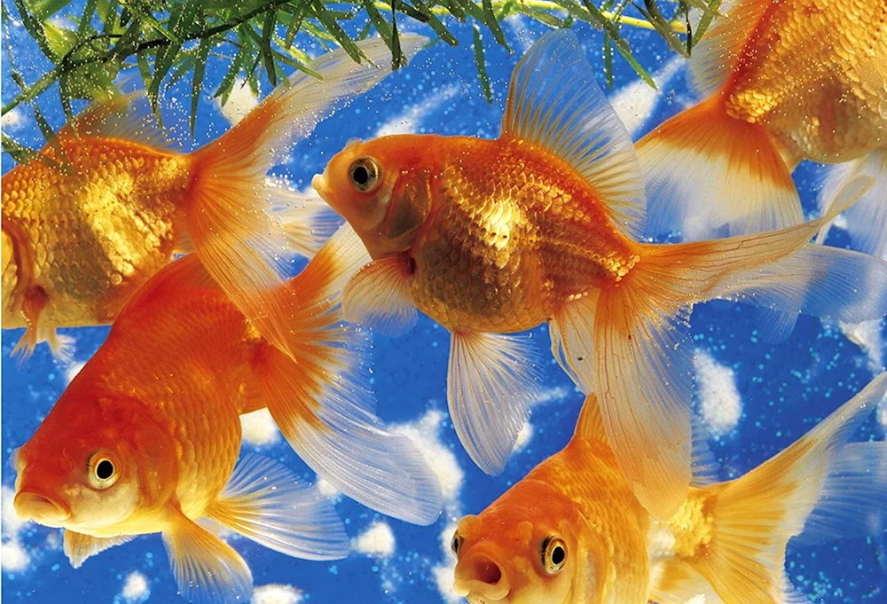 Aquarienfisch Goldfisch Goldfisch