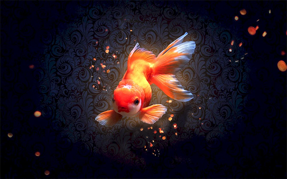 Goldfisch Vualetail Fish