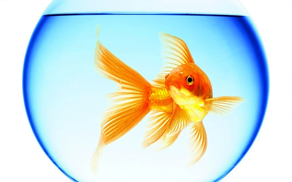 Goldfisch Vualetail Fish
