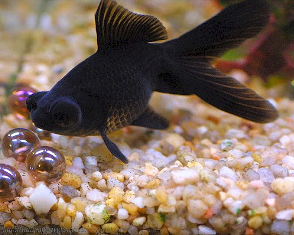 Ty-Riff-Aquariumfisch