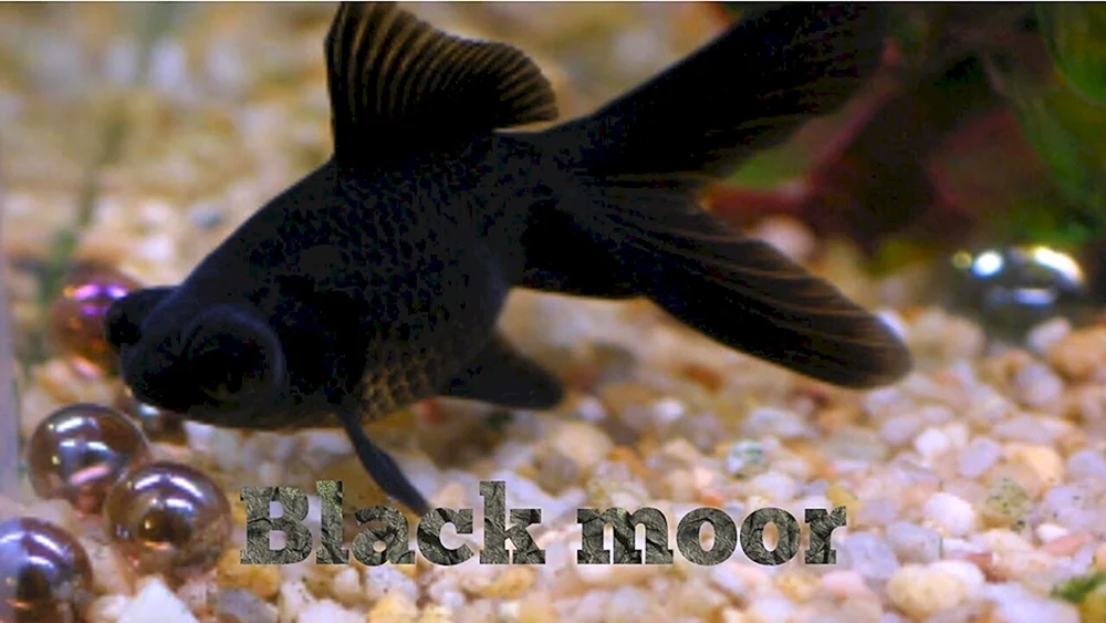 Schwarzer Prinz Guppyfisch