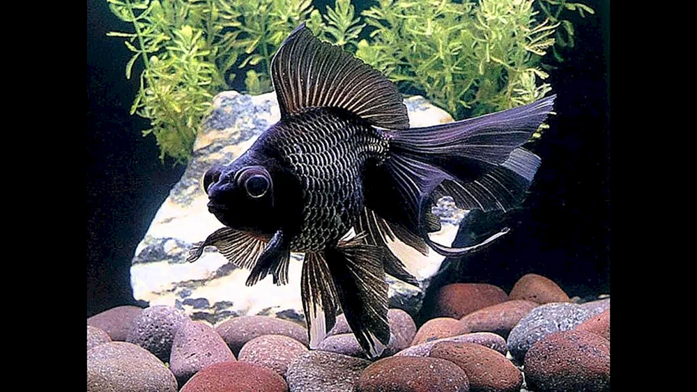 Labeo Zweifarbig