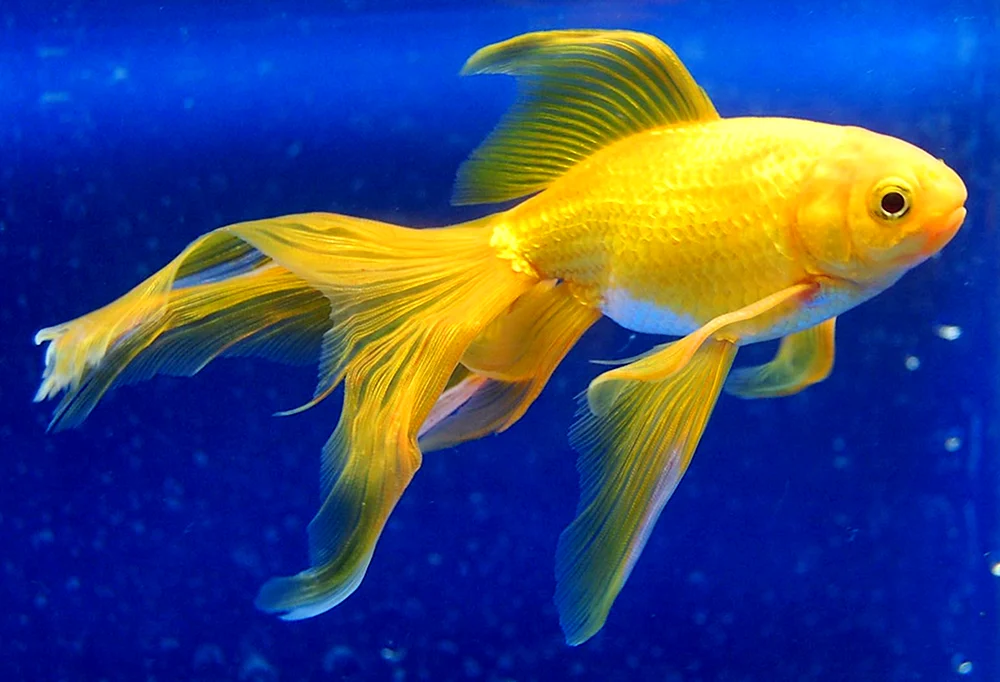 Goldfisch Carassius Carassius. Carassius