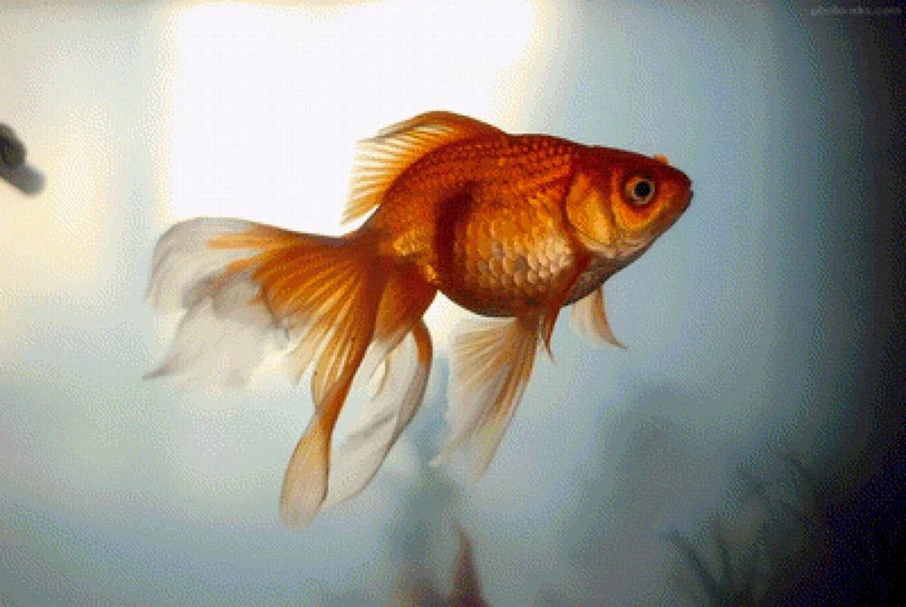 Goldfisch Malerei