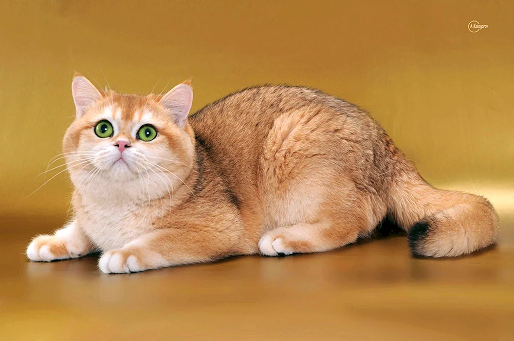 Britisches Goldenes Chinchilla