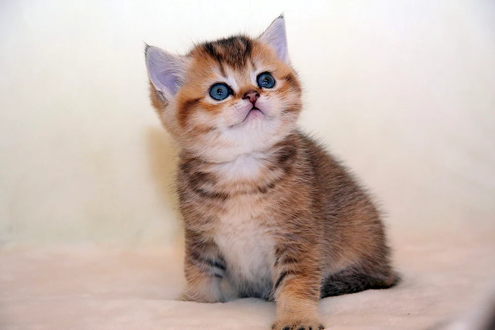 Goldenes Chinchilla