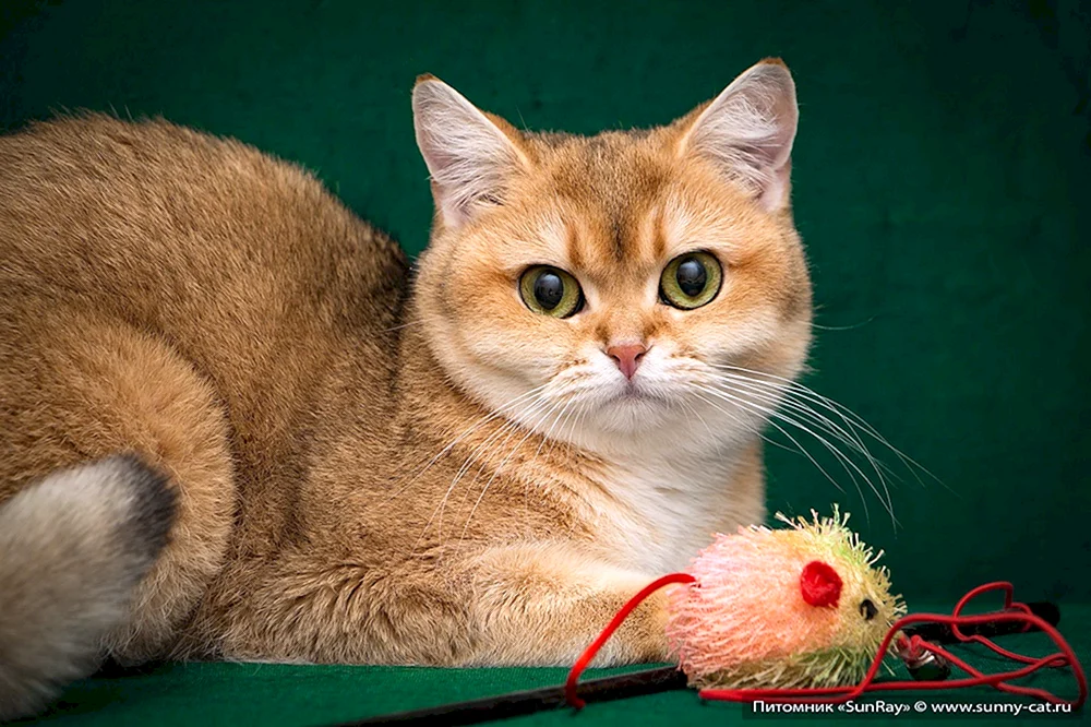 Britisch Kurzhaar Katze rot