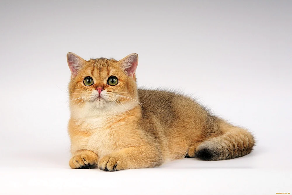 Golden Tiked Chinchilla