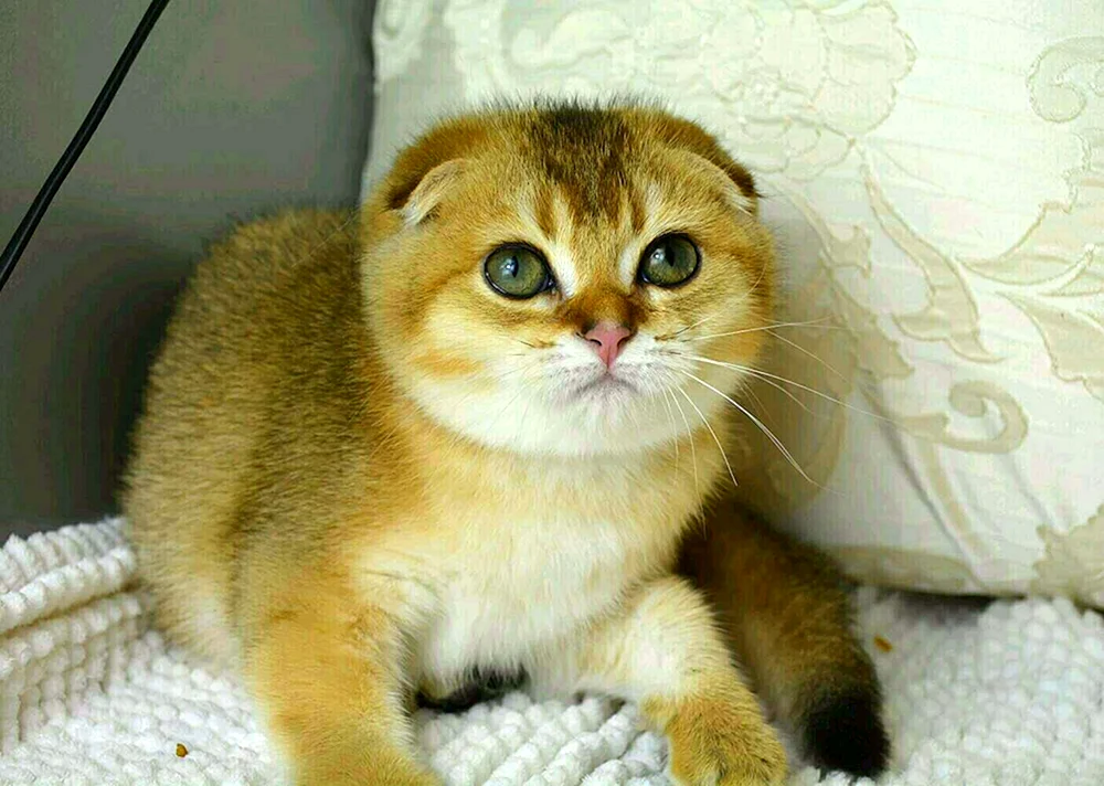 Goldenes Chinchilla lop