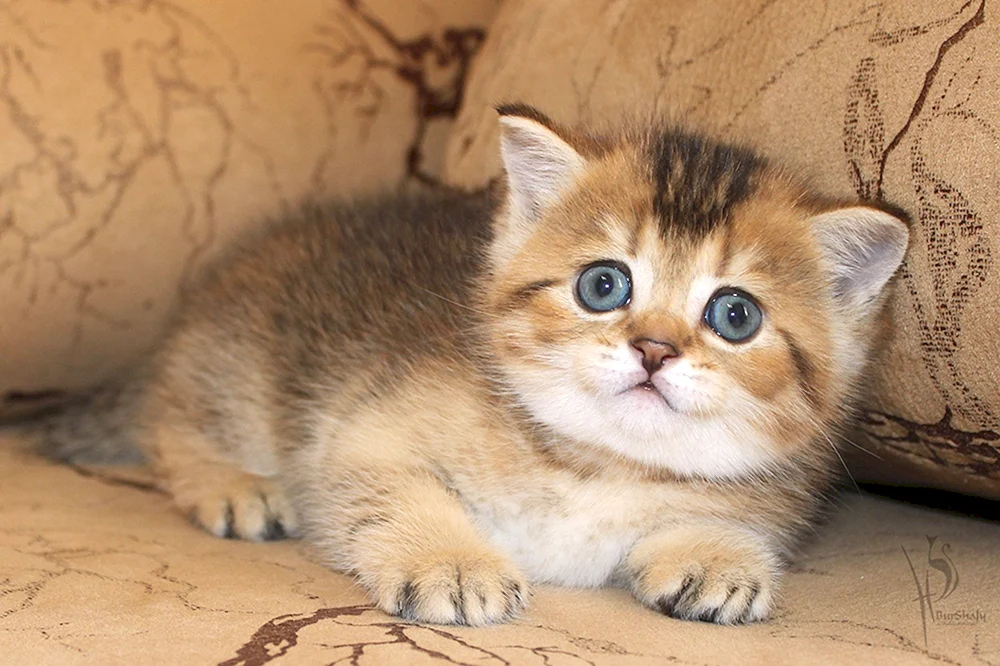 Schottisches Golden Tiked Chinchilla