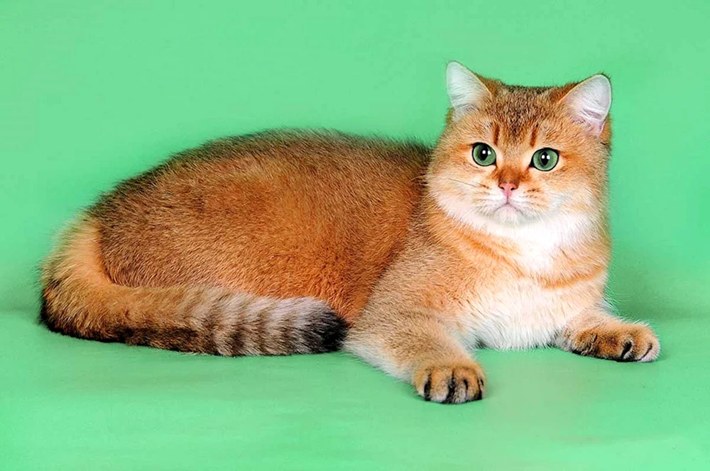 Scottish Fold Goldenes Chinchilla