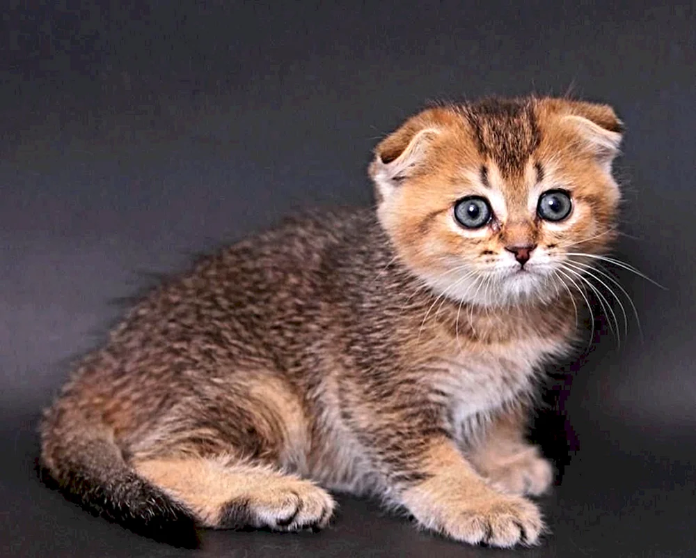 Schottisches Golden Chinchilla