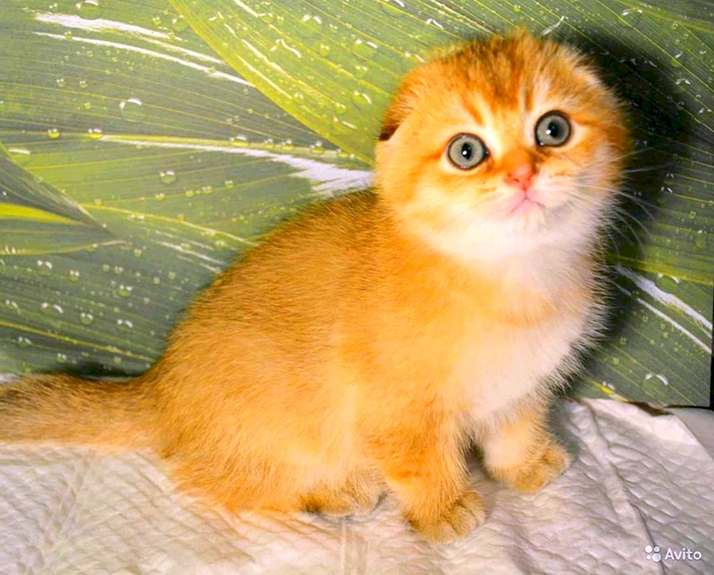 Goldenes Chinchilla lop
