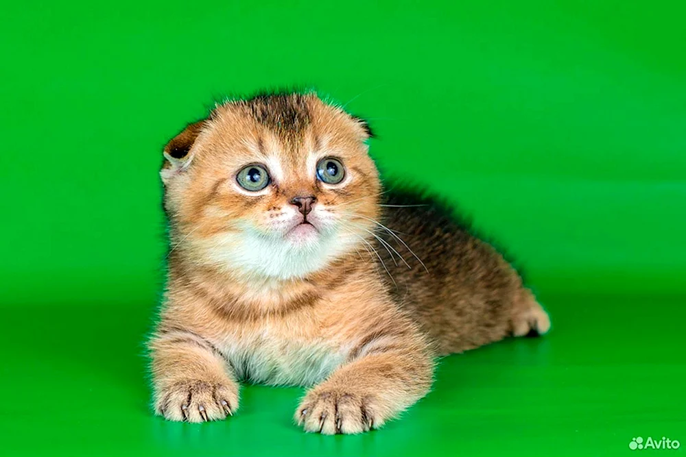 Schottisch lop KatzeGoldenes Chinchilla lop