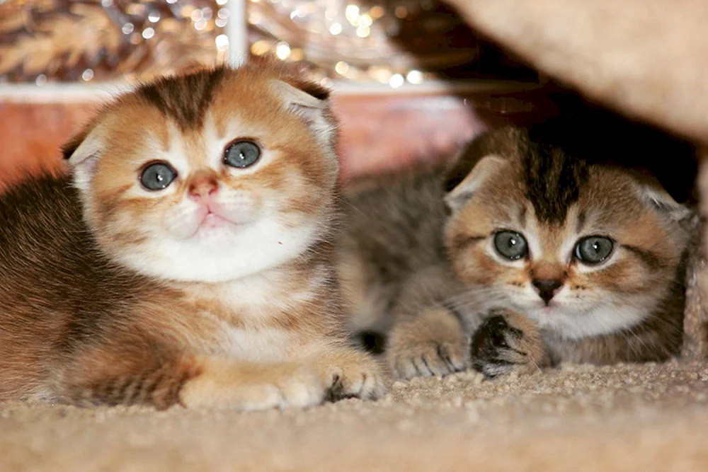 Schottisches lop Goldenes Chinchilla