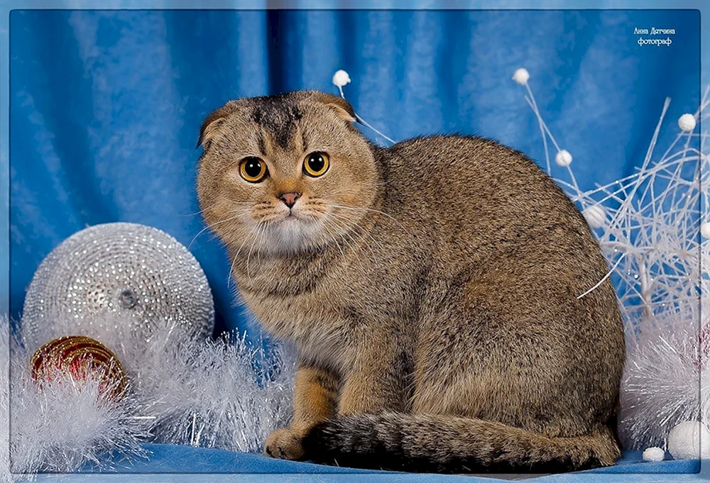 Schottisches goldenes Chinchilla
