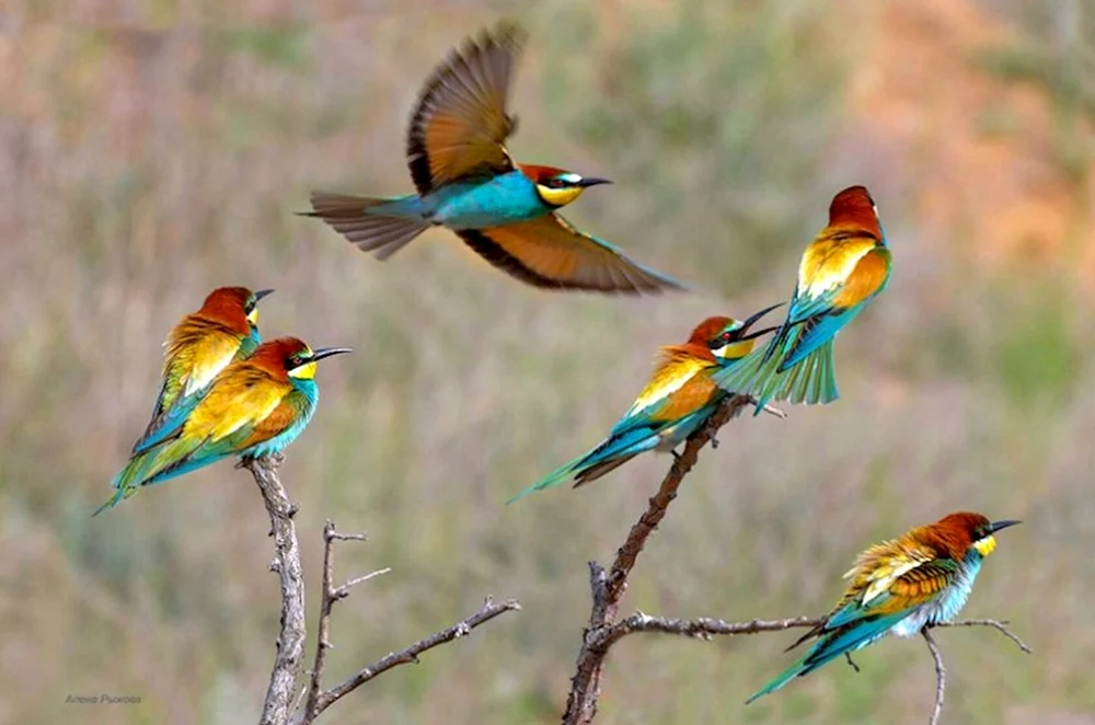 Goldener Kampfläufer