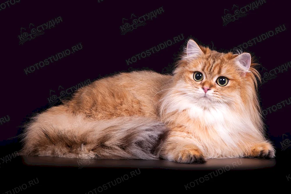 Britische Langhaarkatze. Katze