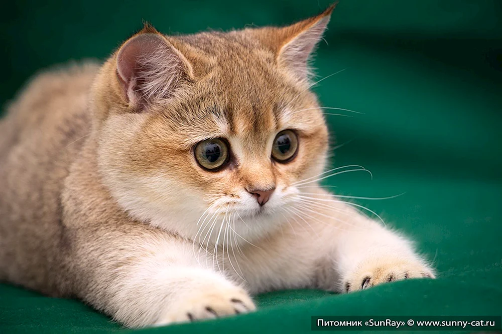 Britisch Kurzhaar Golden Chinchilla