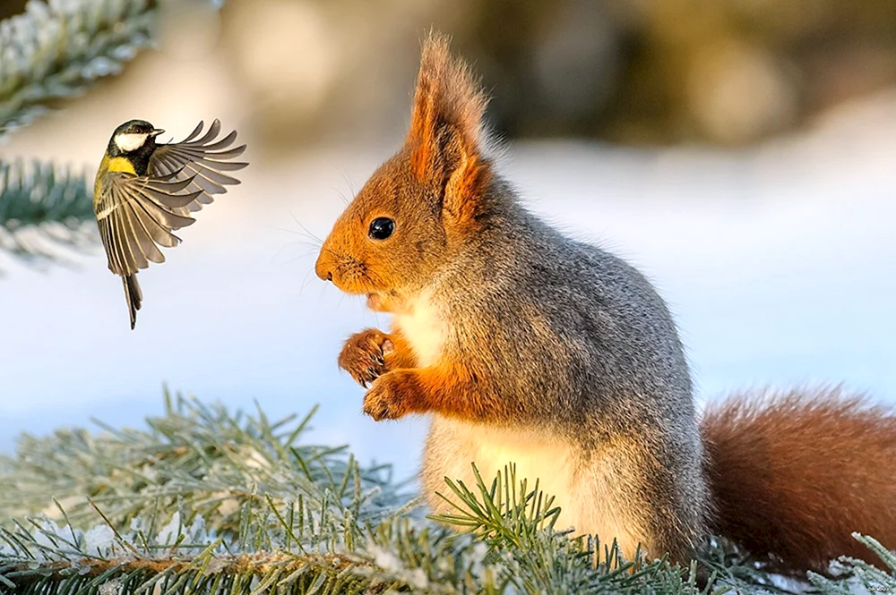 Winter Eichhörnchen
