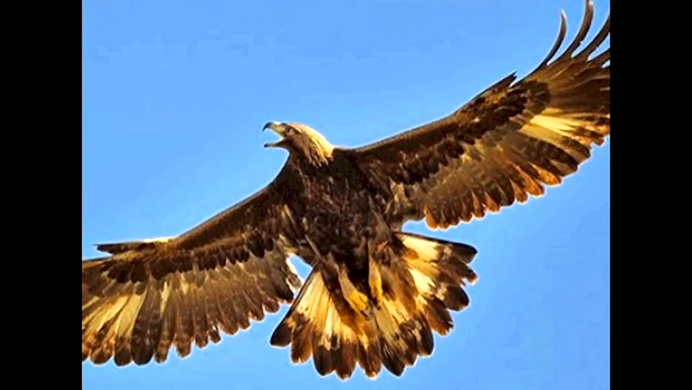 Seeadler