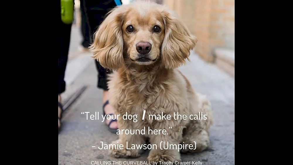 Golden Cocker spaniel
