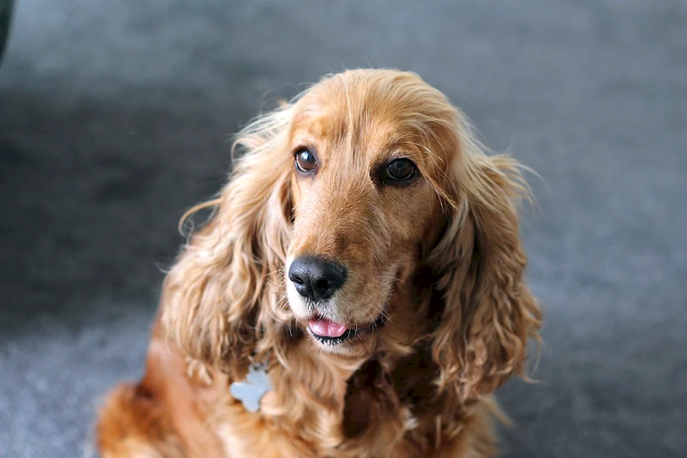 Goldener Cocker spaniel