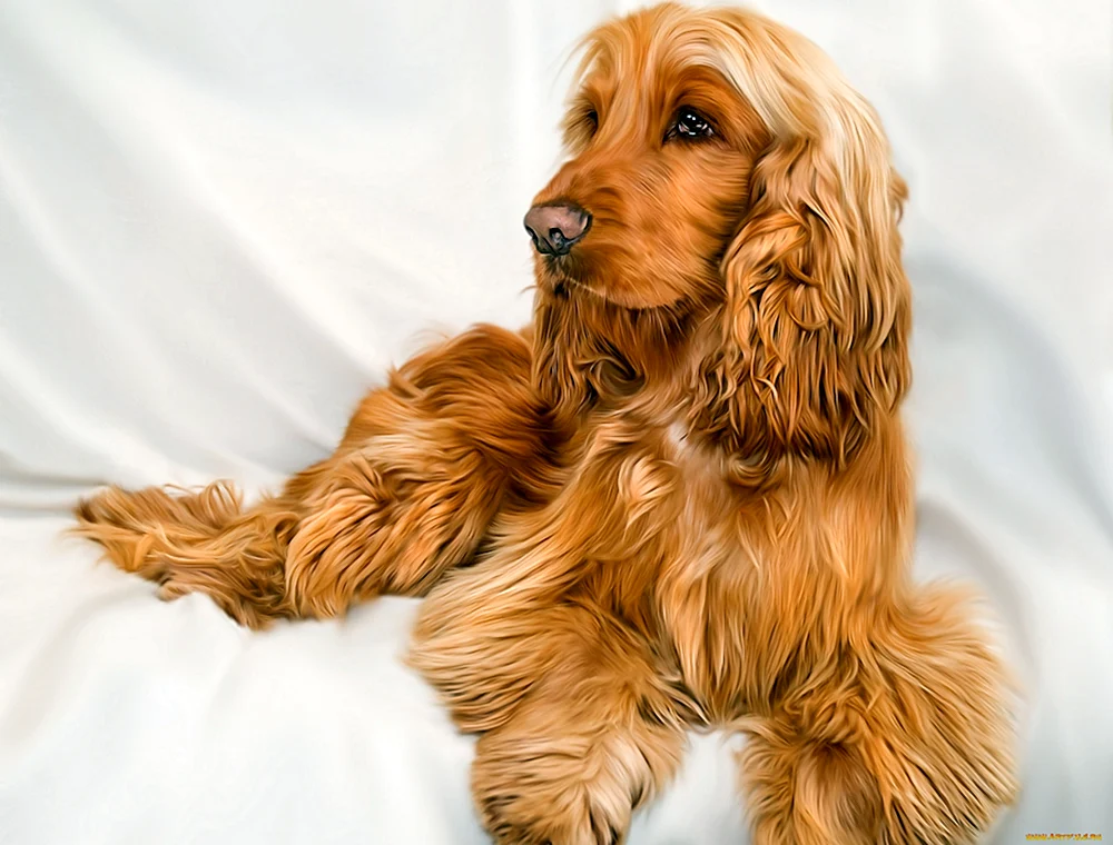 Goldener Cocker Spaniel