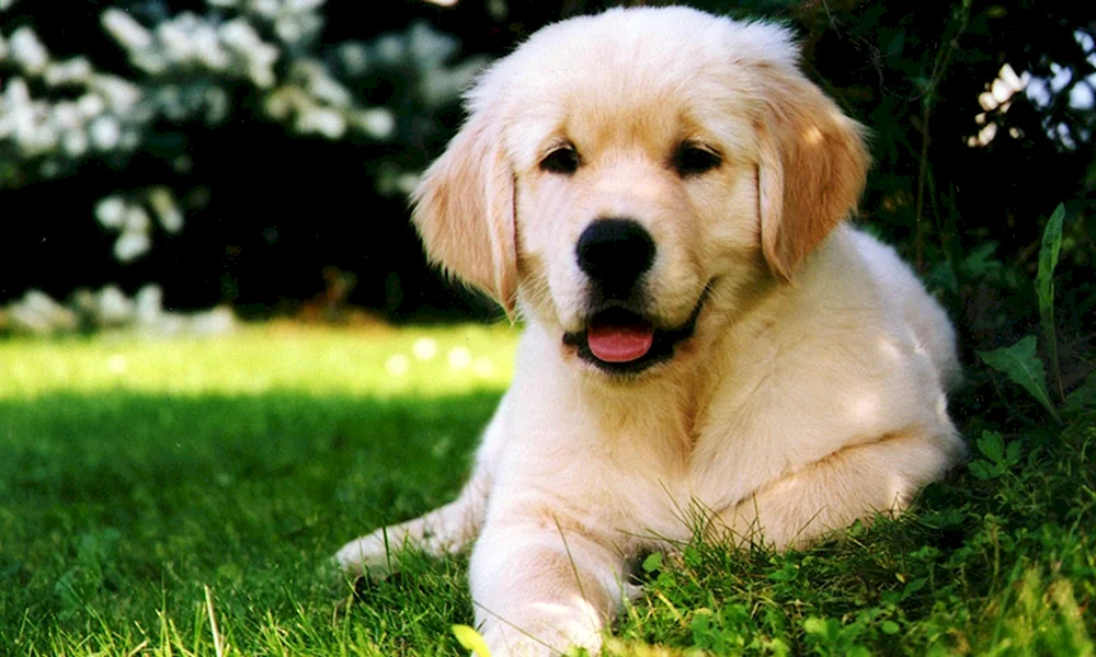 Labrador Golden Retriever