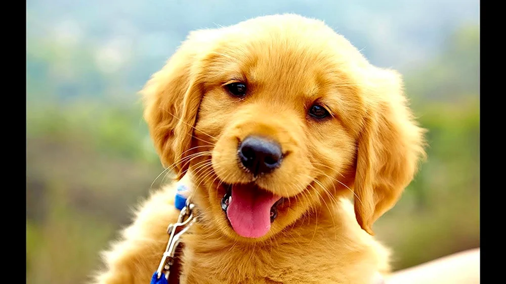 Golden Labrador