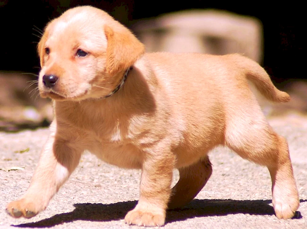Labrador Retriever rot