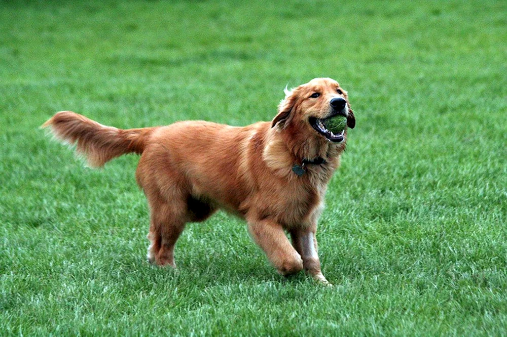 Goldener Retriever