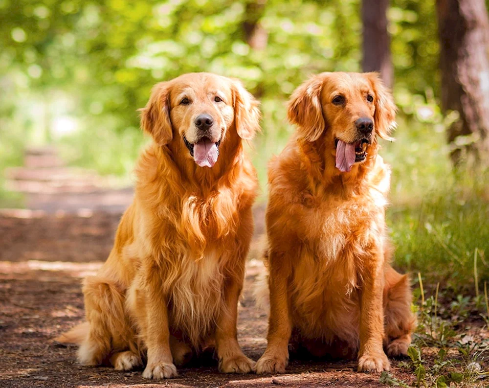 Goldener Retriever