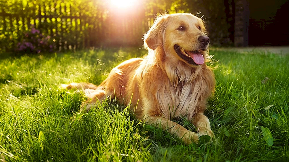 Goldener Retriever