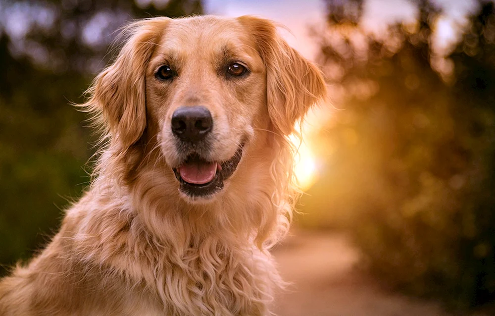 Goldener Glatthaar Retriever