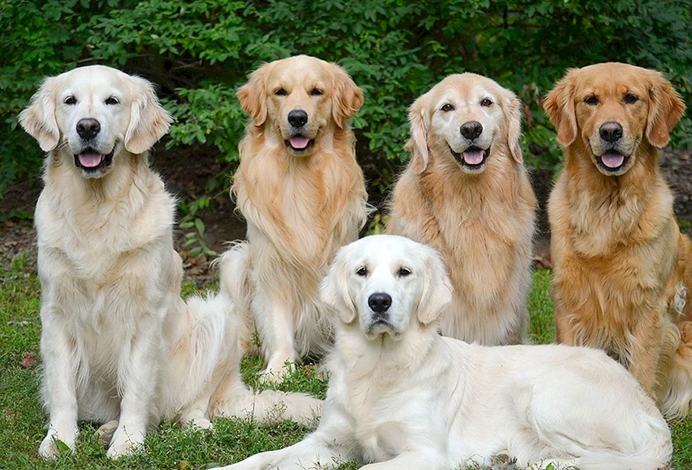 Goldener Retriever Retriever