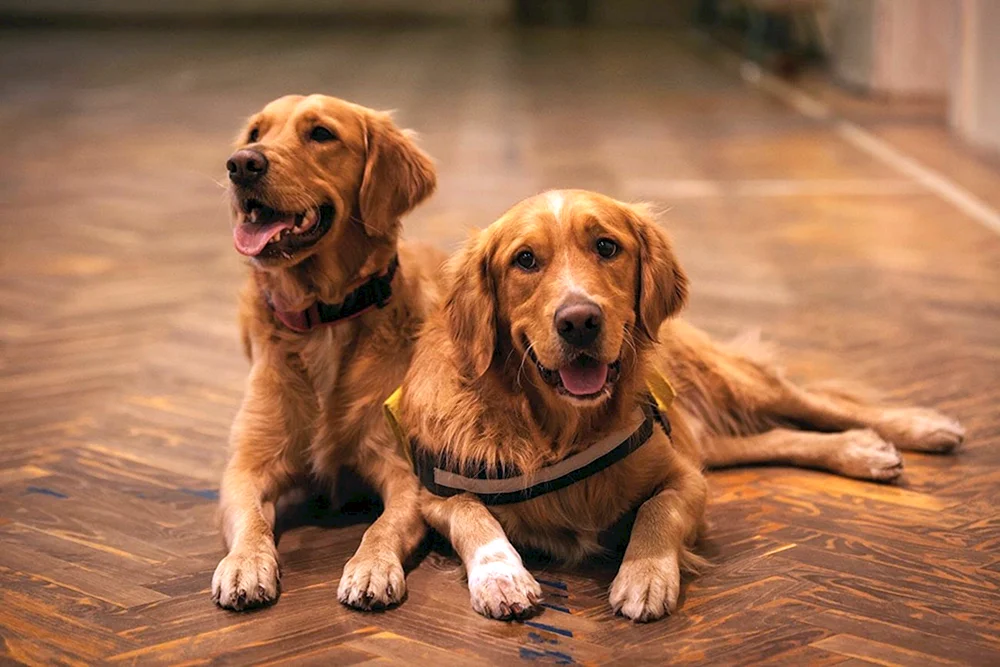Tiere von Tschuwaschien