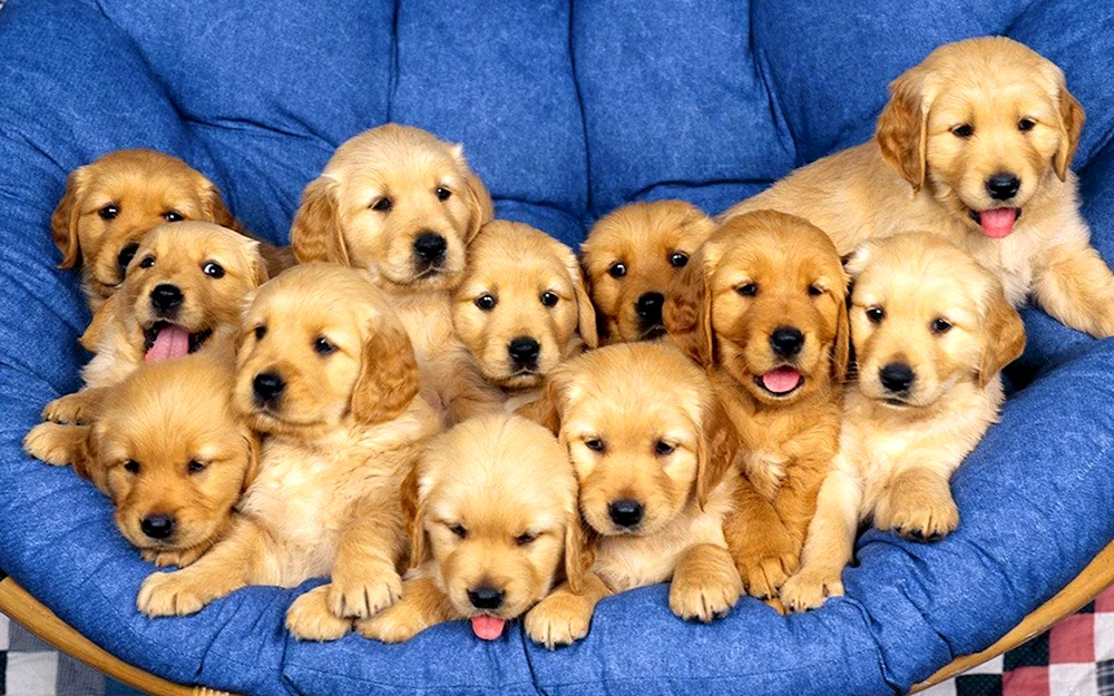 Hunde