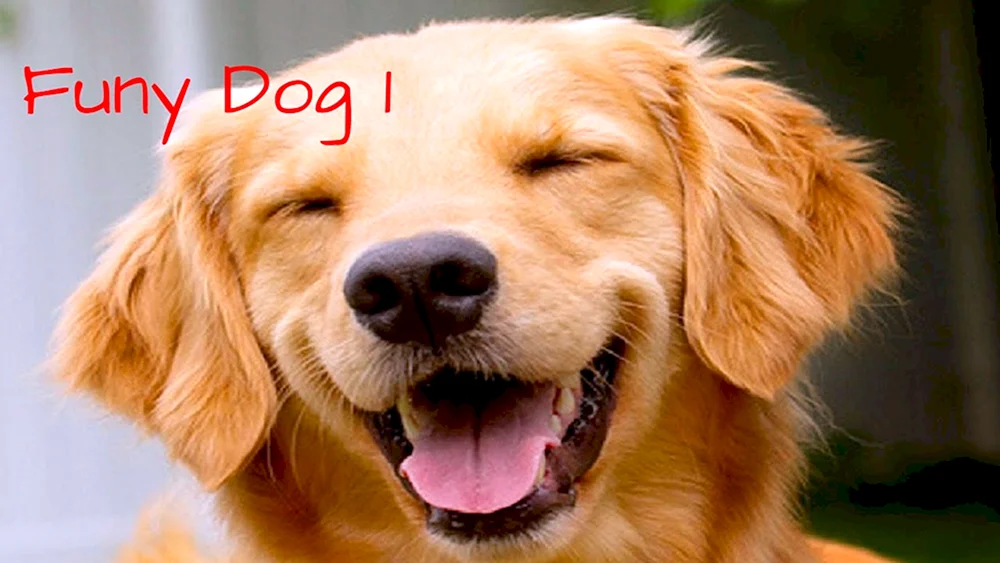 Smiling Hund