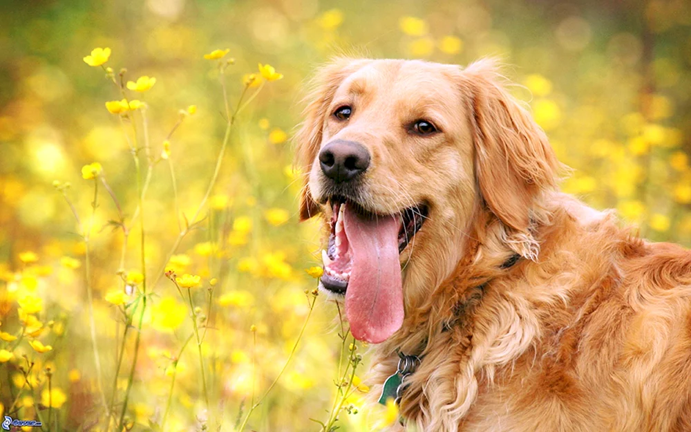 Golden Retriever